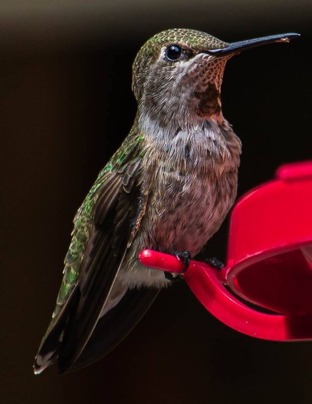 Hummingbird