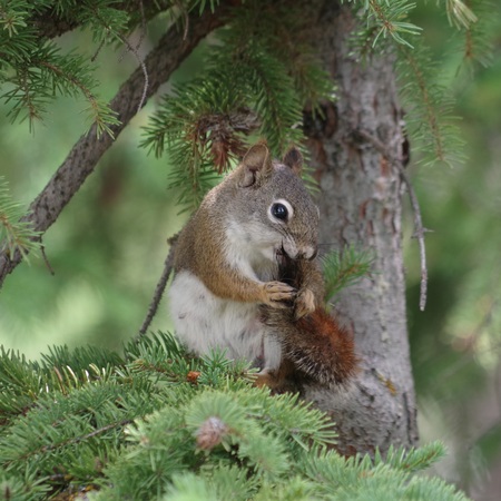 Douglas Squirrel