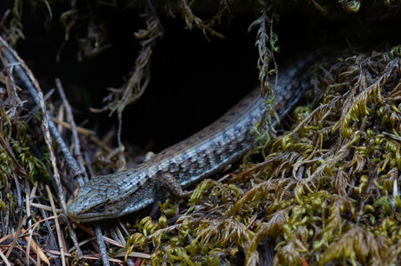 Lazing Lizard