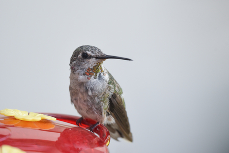 Anna's Hummingbird at a window feeder 