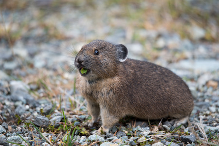 Pika in Whistler 