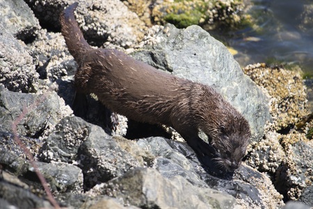 Otter on the rocks