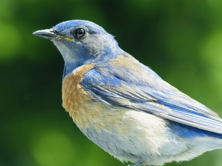 Western Bluebird