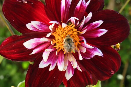 Dahlia and the Bee