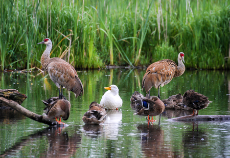 "The Duck Diva of Beautiful British Columbia"