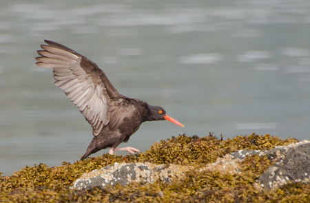 Oyster eater