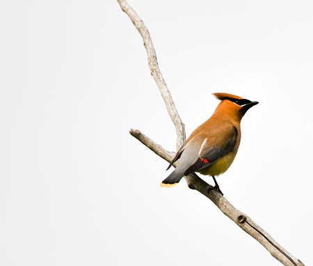 Cedar waxwing scouting for berries