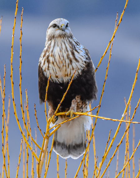 Rough-Legged Hawk