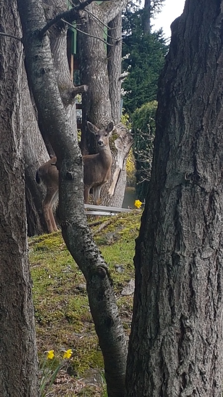 A Framed Deer