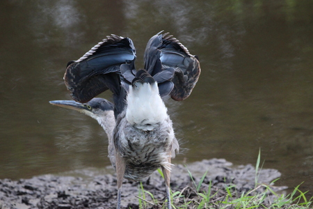 Great Blue Moon Heron