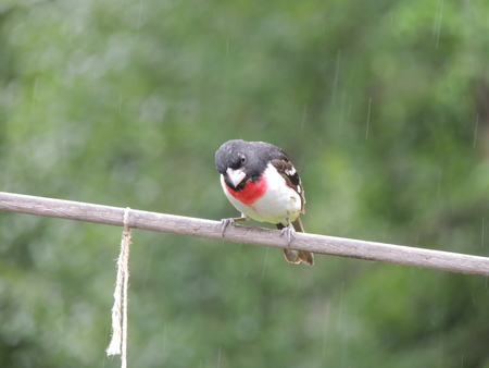 Heart Grosbeak