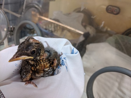 Baby robin at Wild ARC