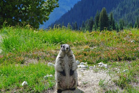 Greetings from Hoary  Marmot
