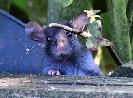 Curious Roof Rat