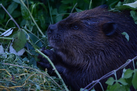 Beaver in pond at Olympic Village