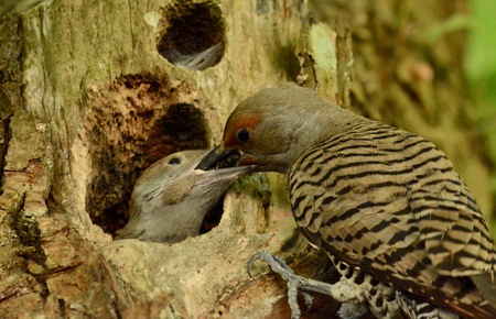 Young flicker being fed by parent in Stanley Park
