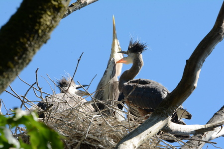 Three young Blue Herons