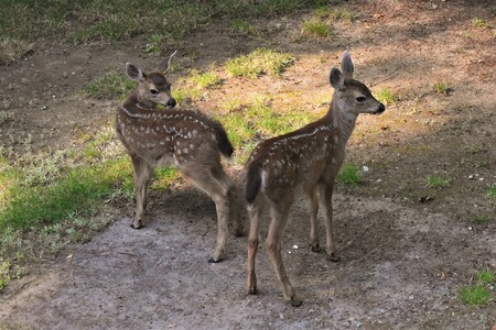 Double trouble