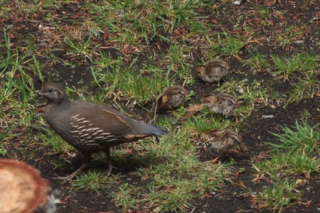 Quail babies