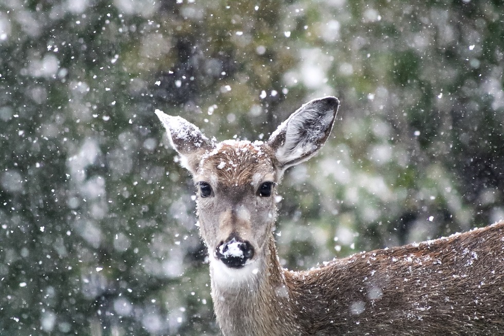 Vote for Fawned of Snow | Wildlife-In-Focus