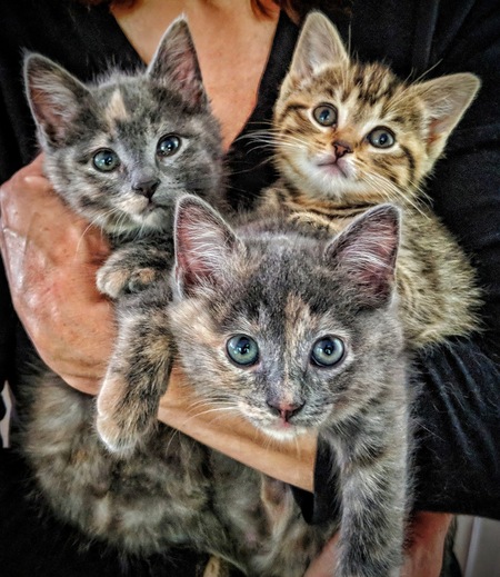 Clover, Willow, and Poppy Belle