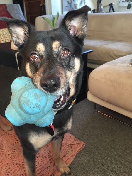 Carolina Deathstar Dog O'Brien