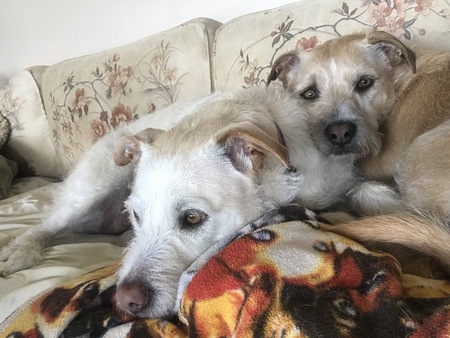 Taffy and Cinnamon