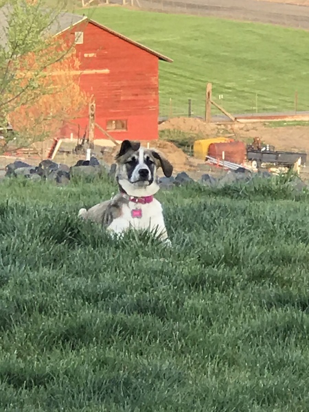 Harley