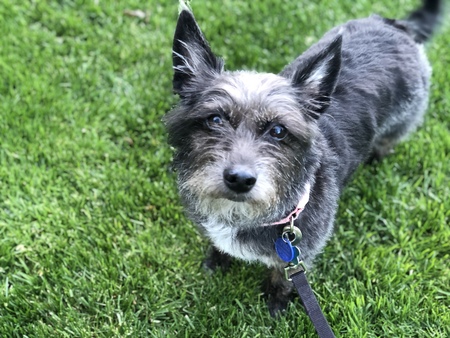 Sophie (aka Toto)