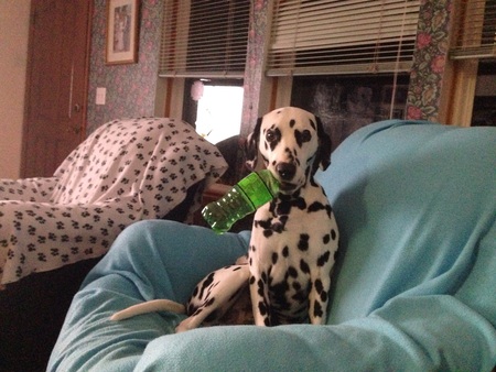 Buddy