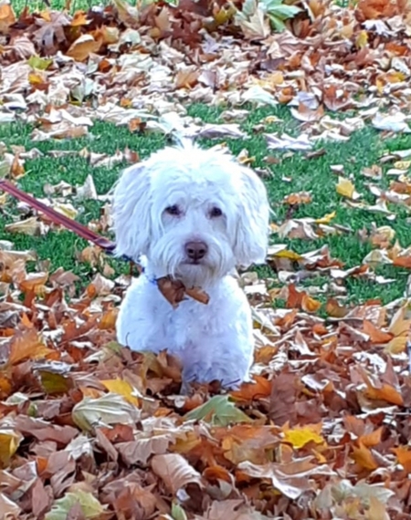 Oscar