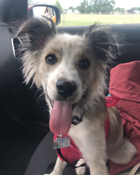 Gracie 