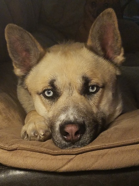 Grizzly