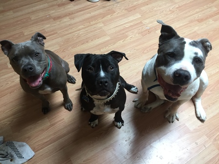 Maddie & Mack & Moe 