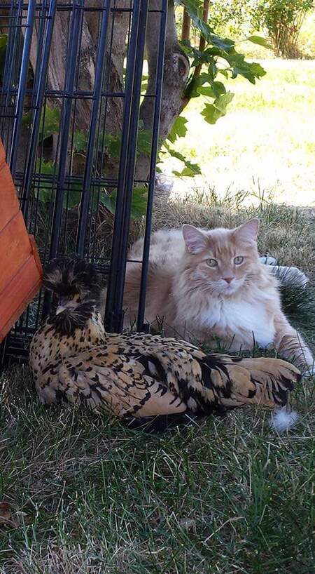 Milo (cat) Roxi (chicken)
