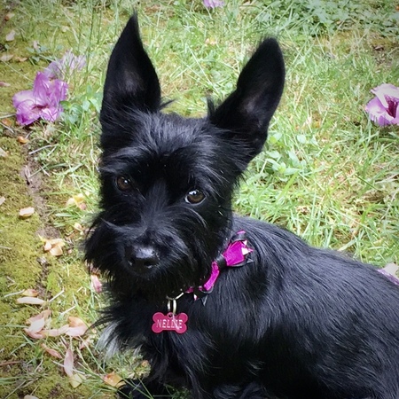 Nellie