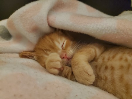 Milo