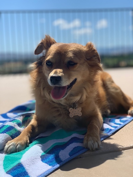 Ollie