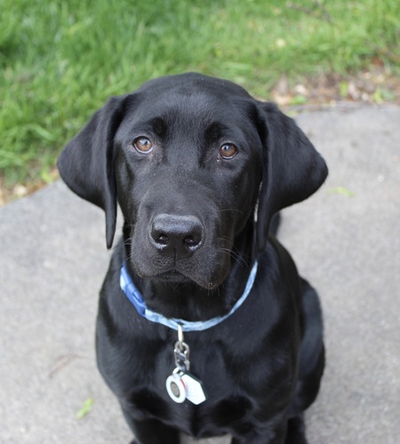 Koda