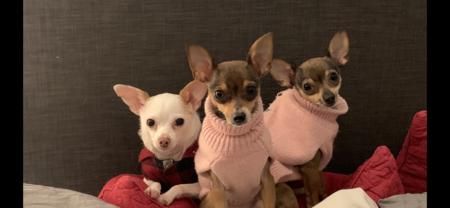 Buddy, Pepper and Paris