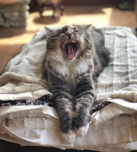 Triscuit