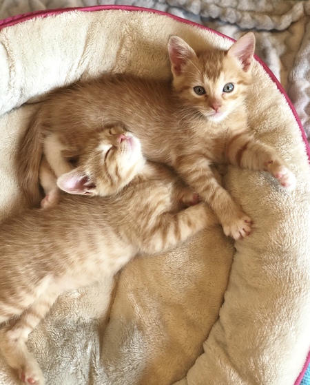 Cheeto & Goose