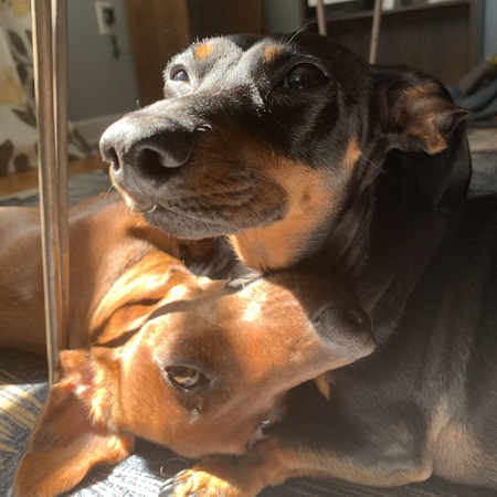 Nacho and Pretzel