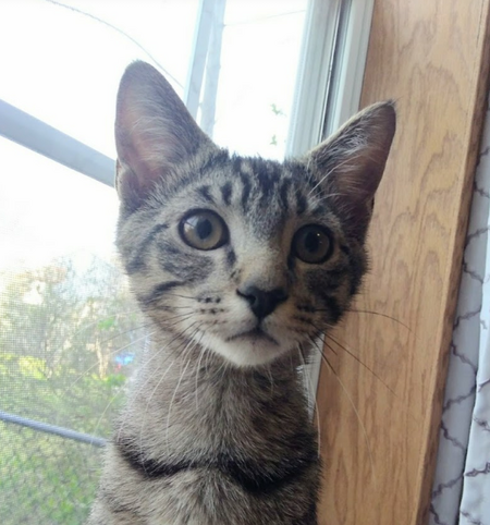 Finnegan