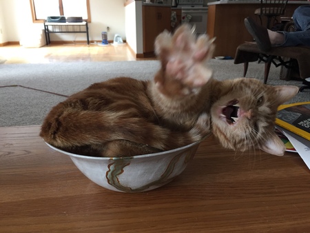 Binks - Talk to the Paw!