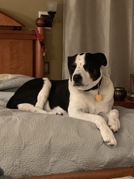 Buddy