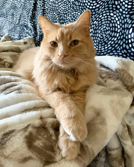 Bert