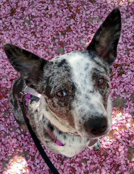 Zuri
