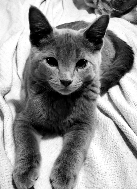 Gandalf the gray