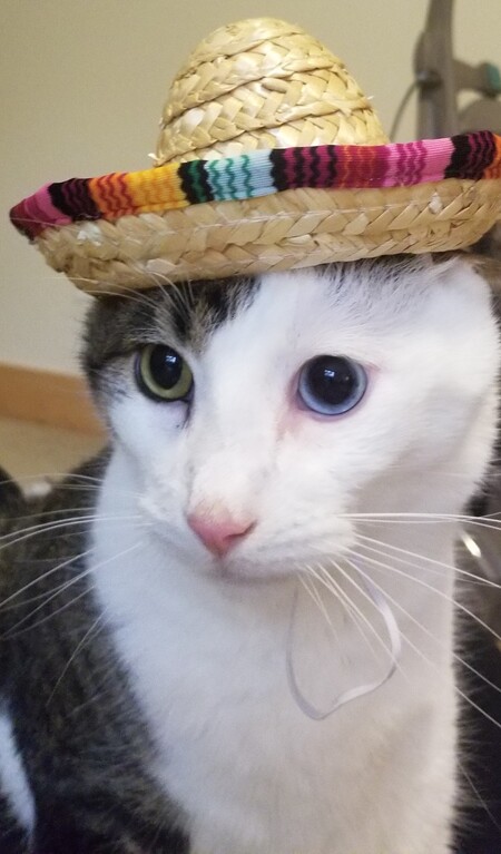 Toby - Cinco de Mayo Cat